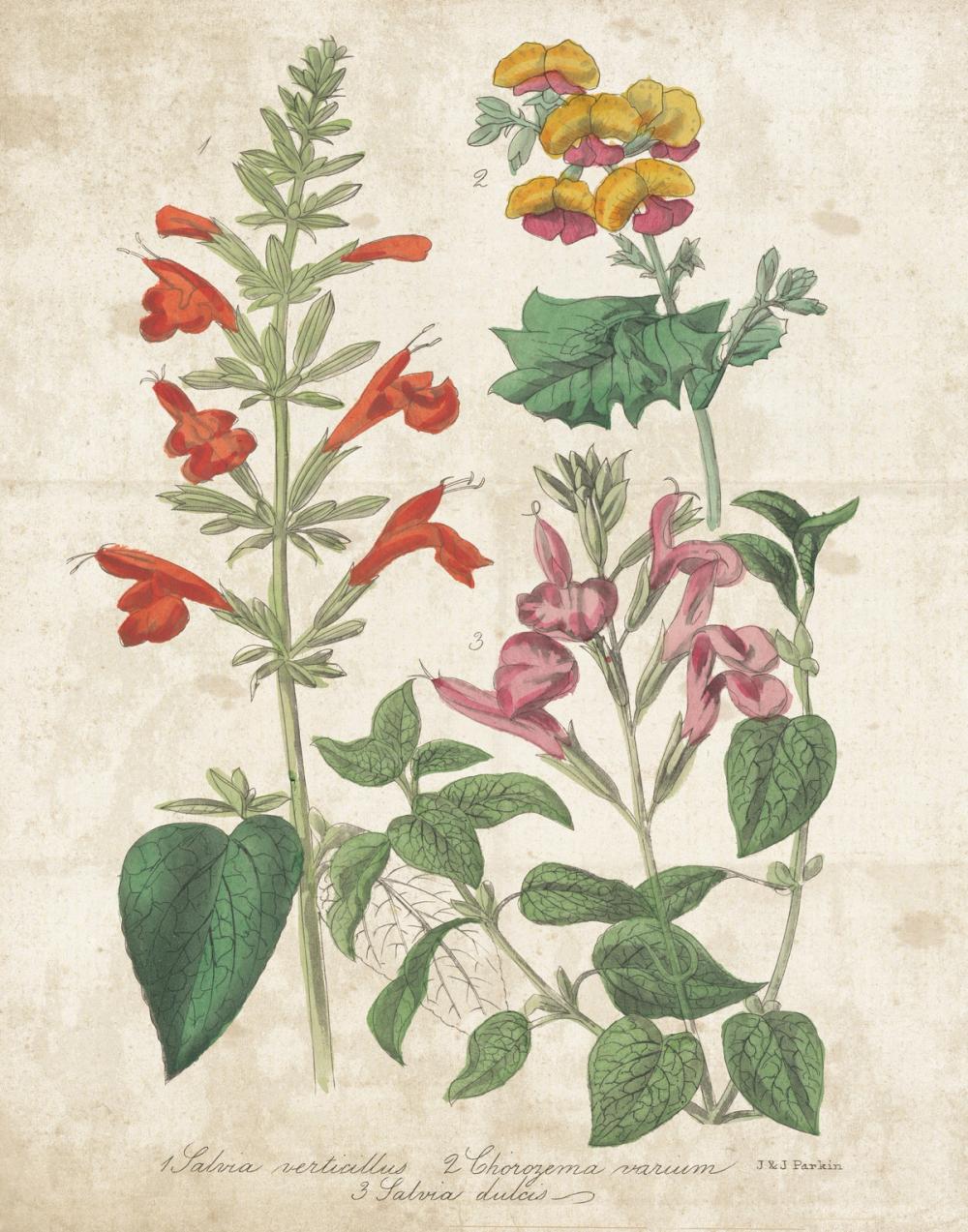 Salvia Florals Vintage I