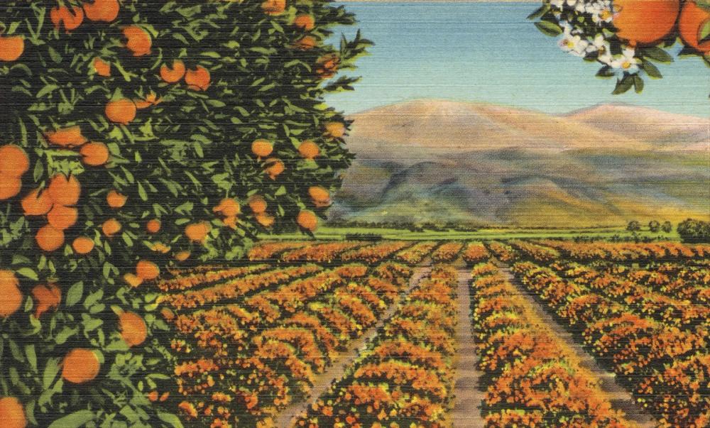 Greetings from Oranges - Screenprint Postcard