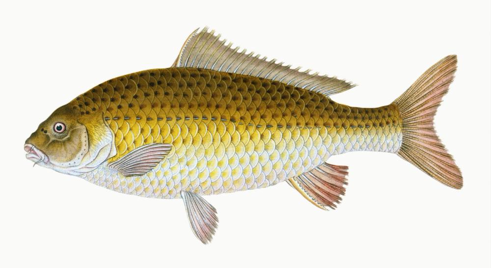 Golden Carp