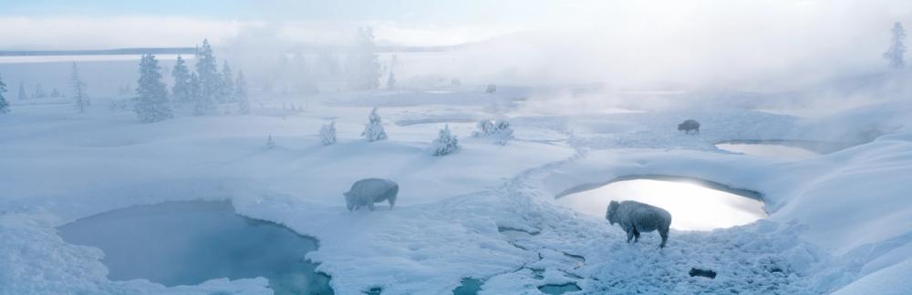 Yellowstone Bison