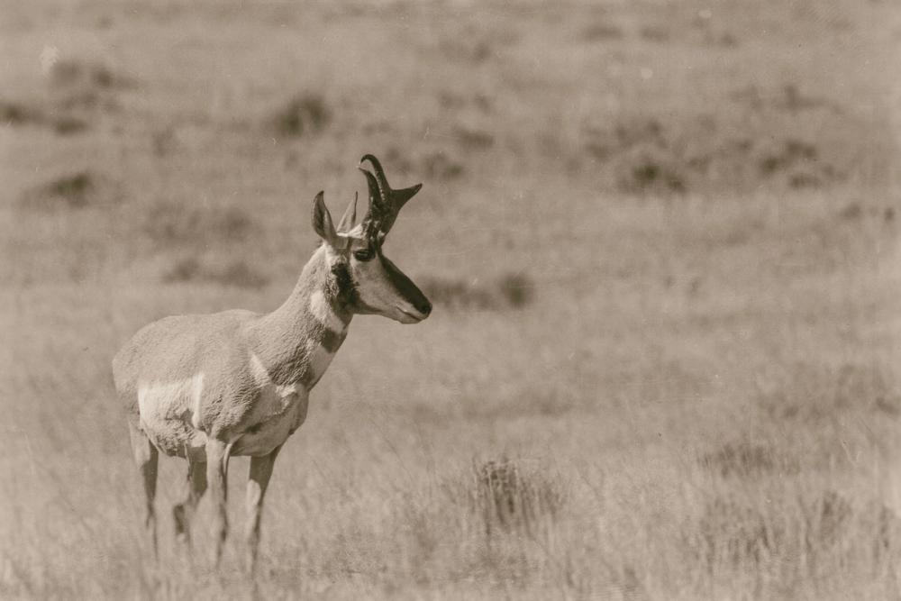 Pronghorn Summer