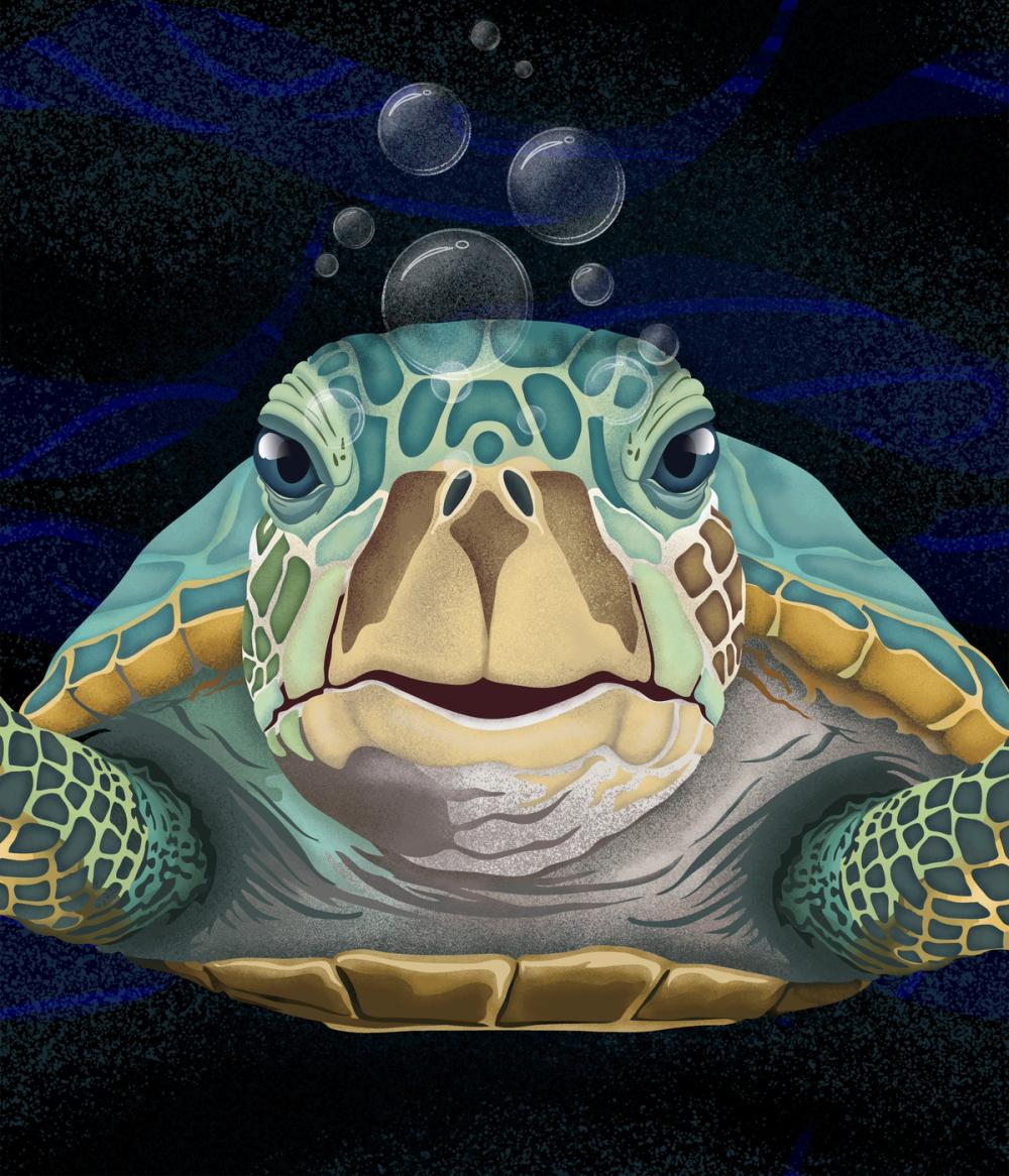 Hello Turtle, Midnight