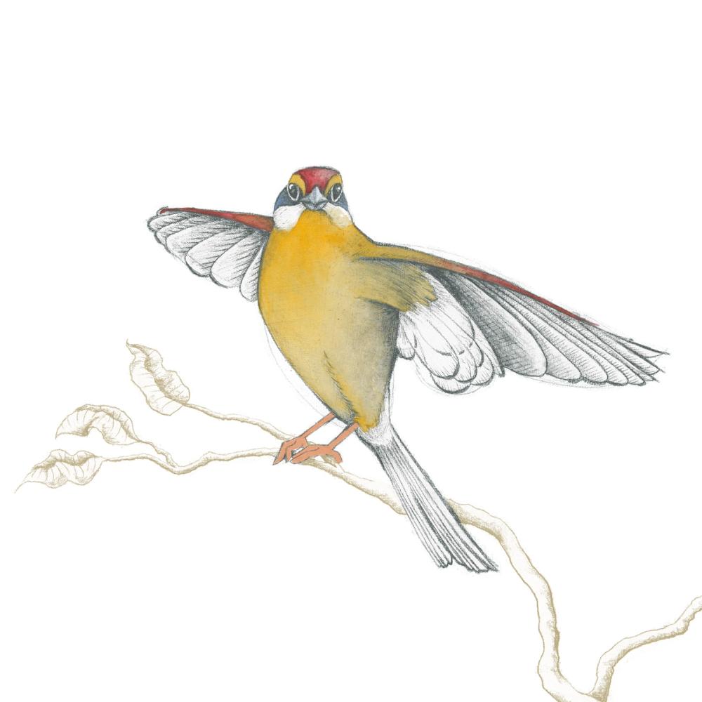 Arts and Crafts Birds IV on White