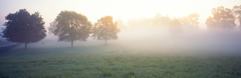 Kentucky Horse Farm Mornings