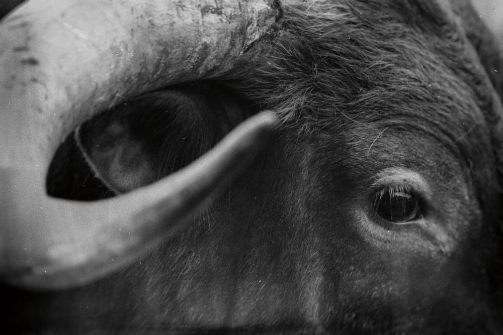 Longhorn Watch BW