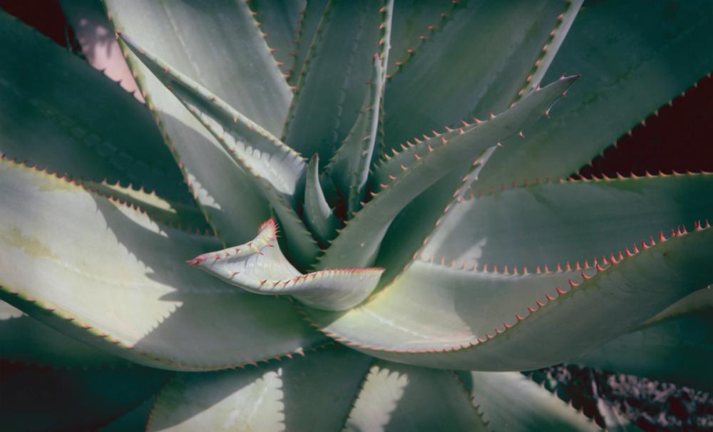 Succulent II