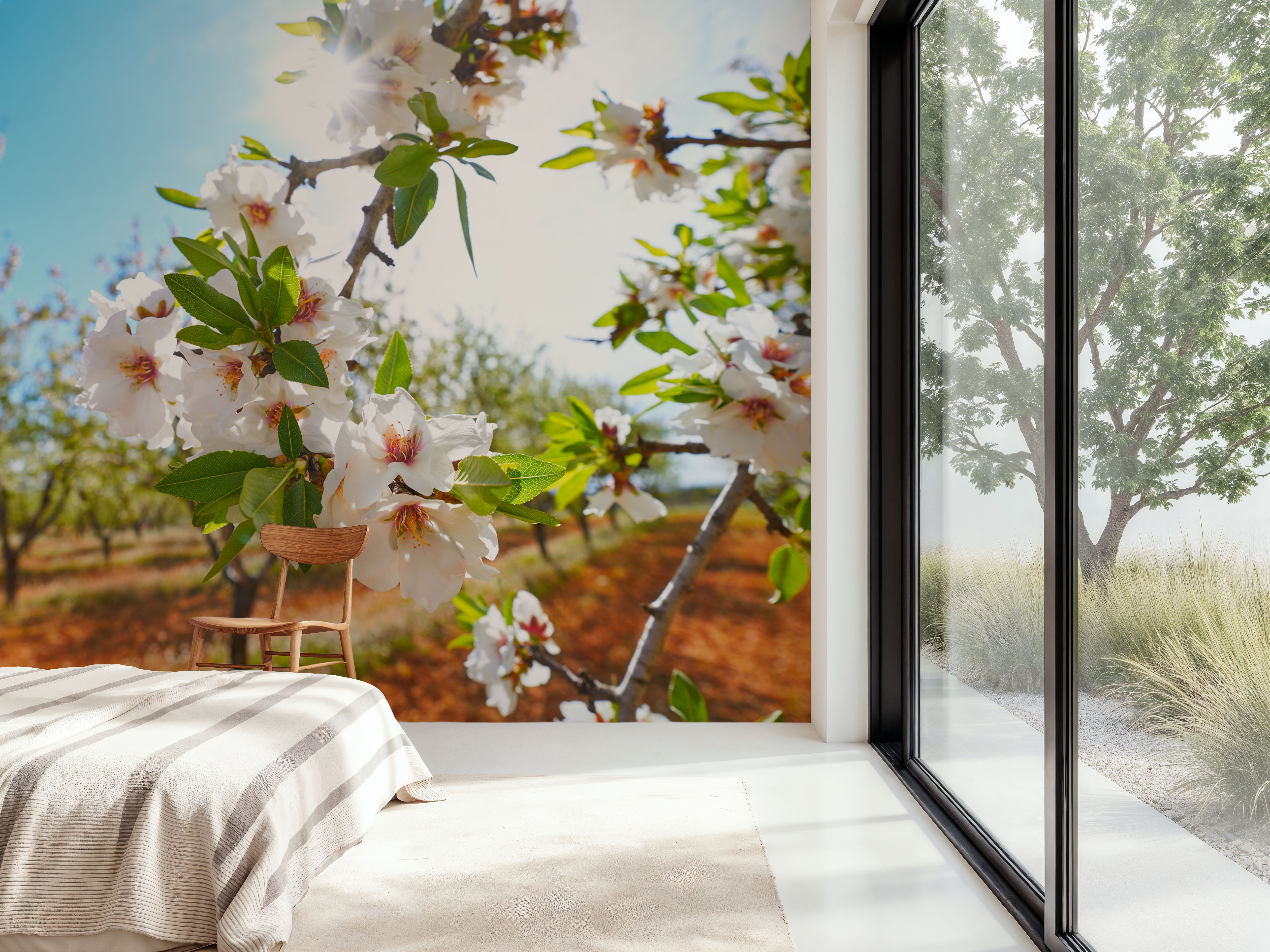 Almond Blossom Orchard