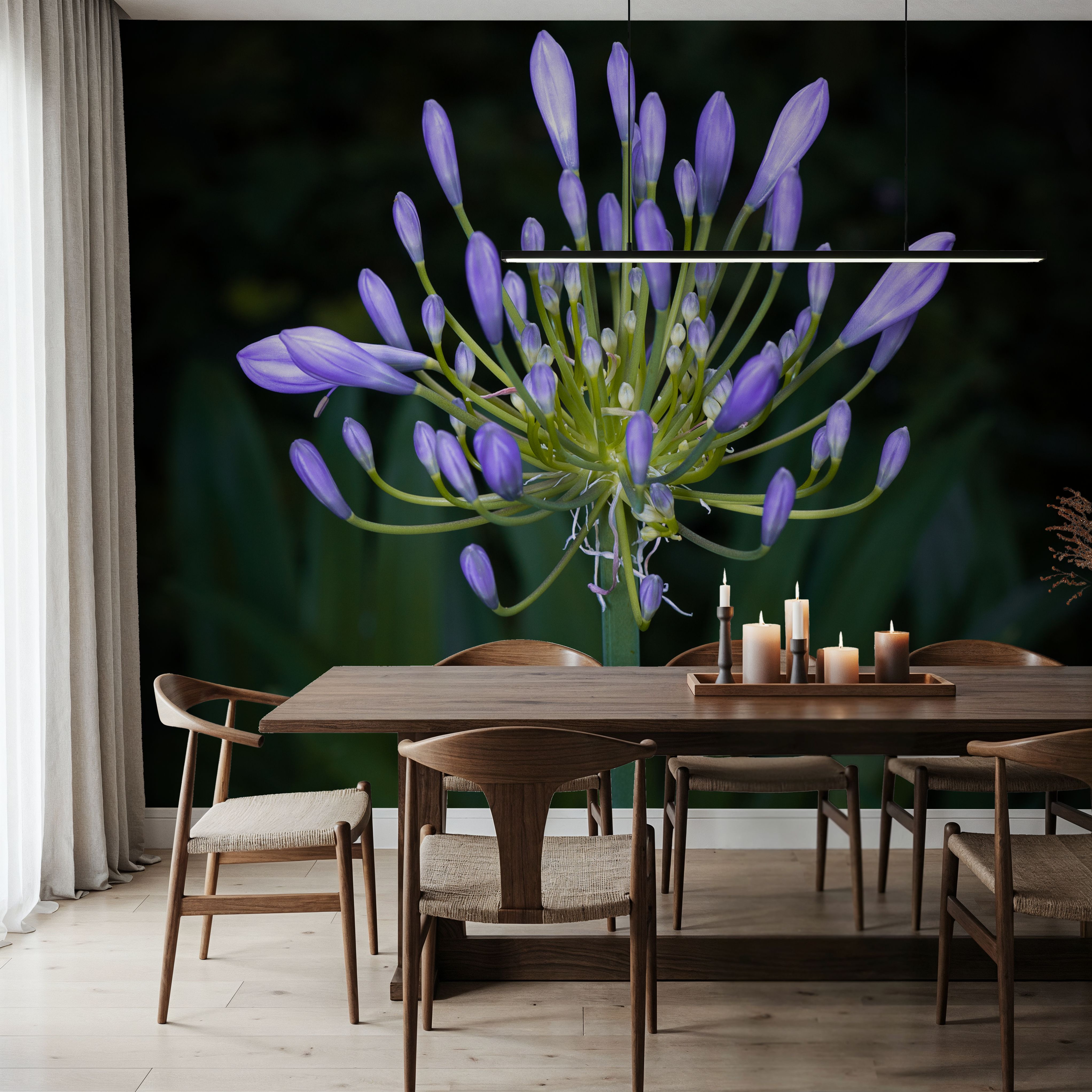 Night Agapanthus