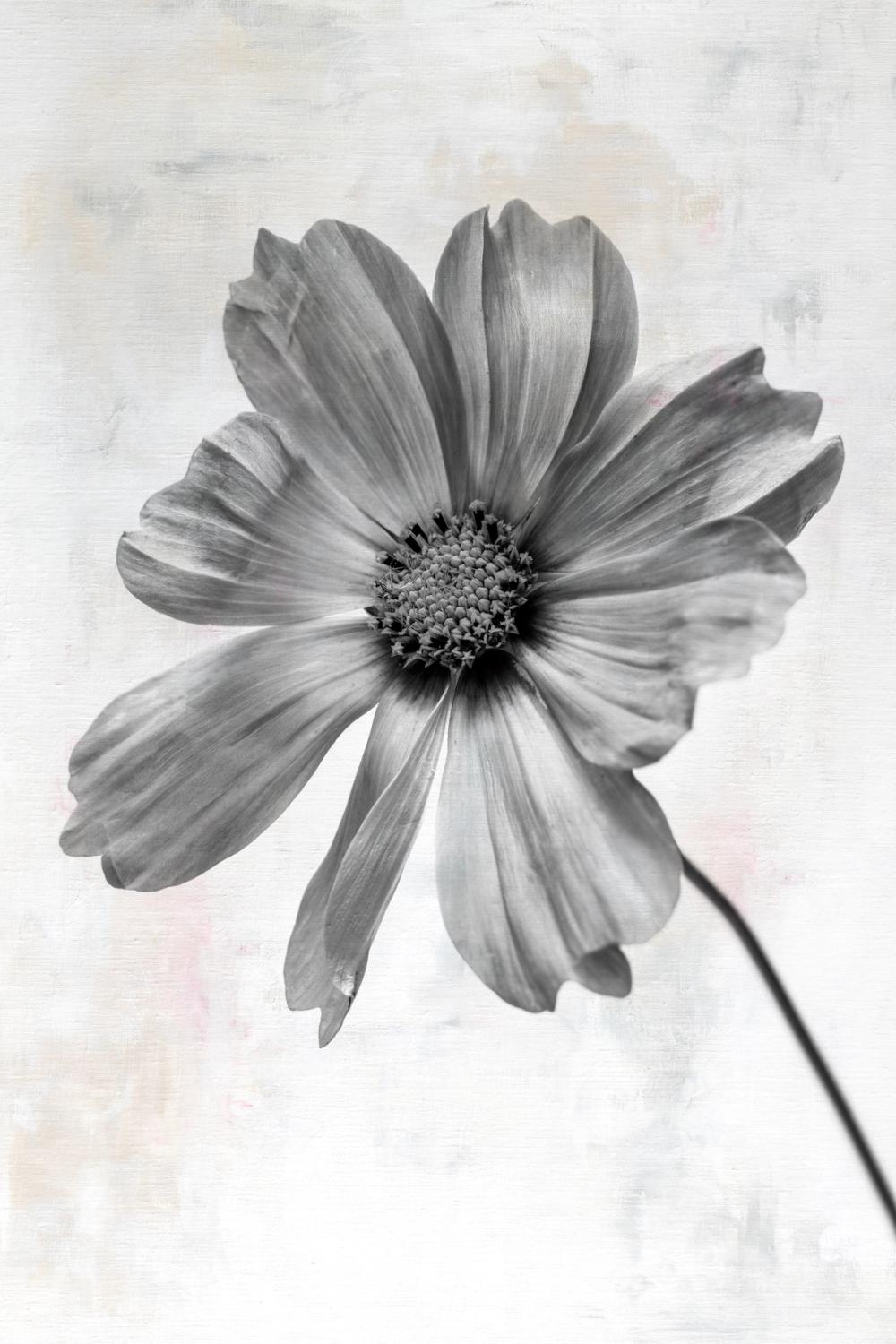 Wonderful Wildflowers XII Neutral