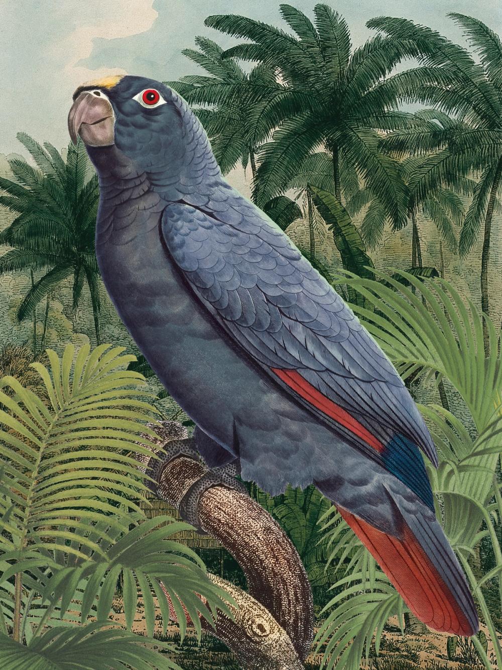 Jungle Parrot II Blue