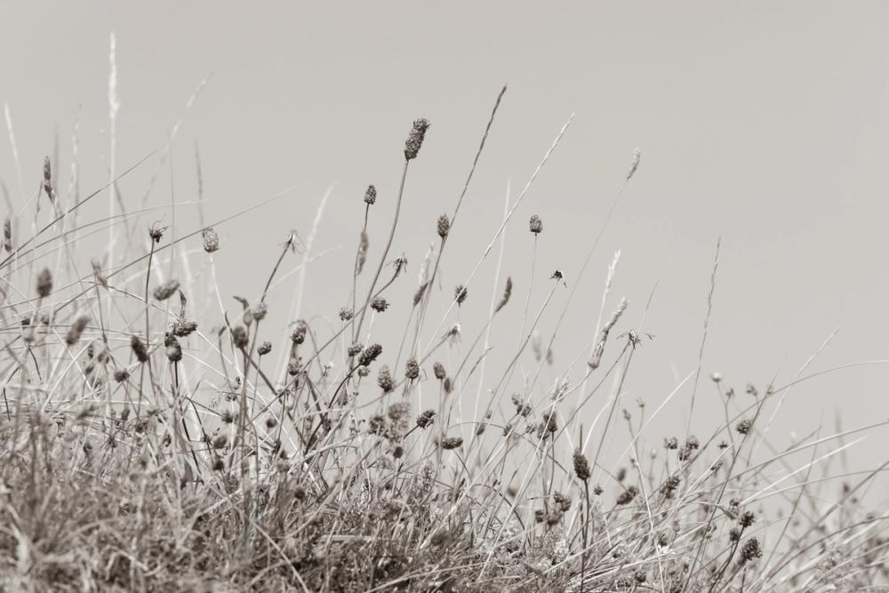 Saltgrass II