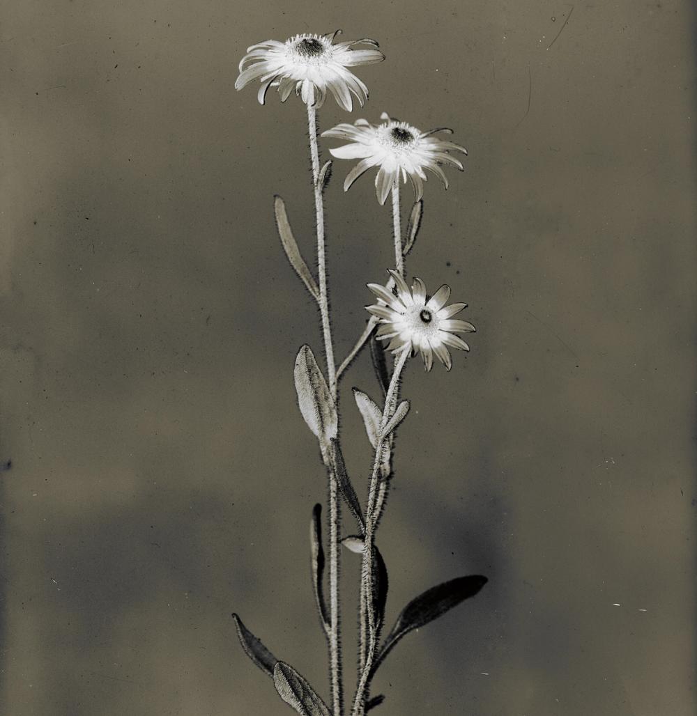 Glass Plate Botanical III
