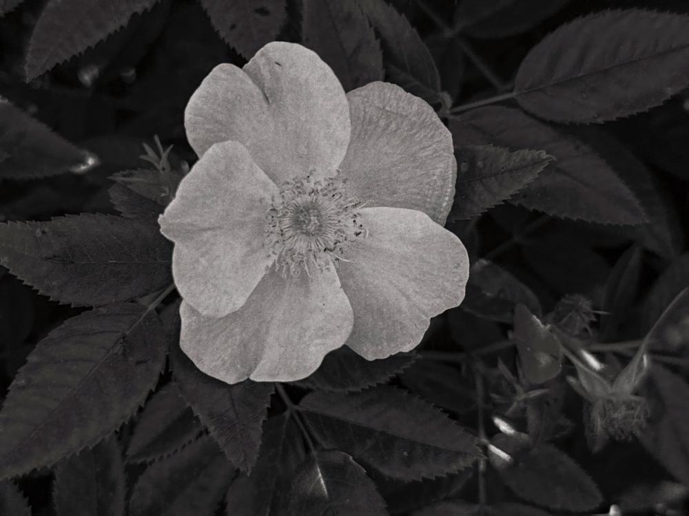 Wild Rose BW II
