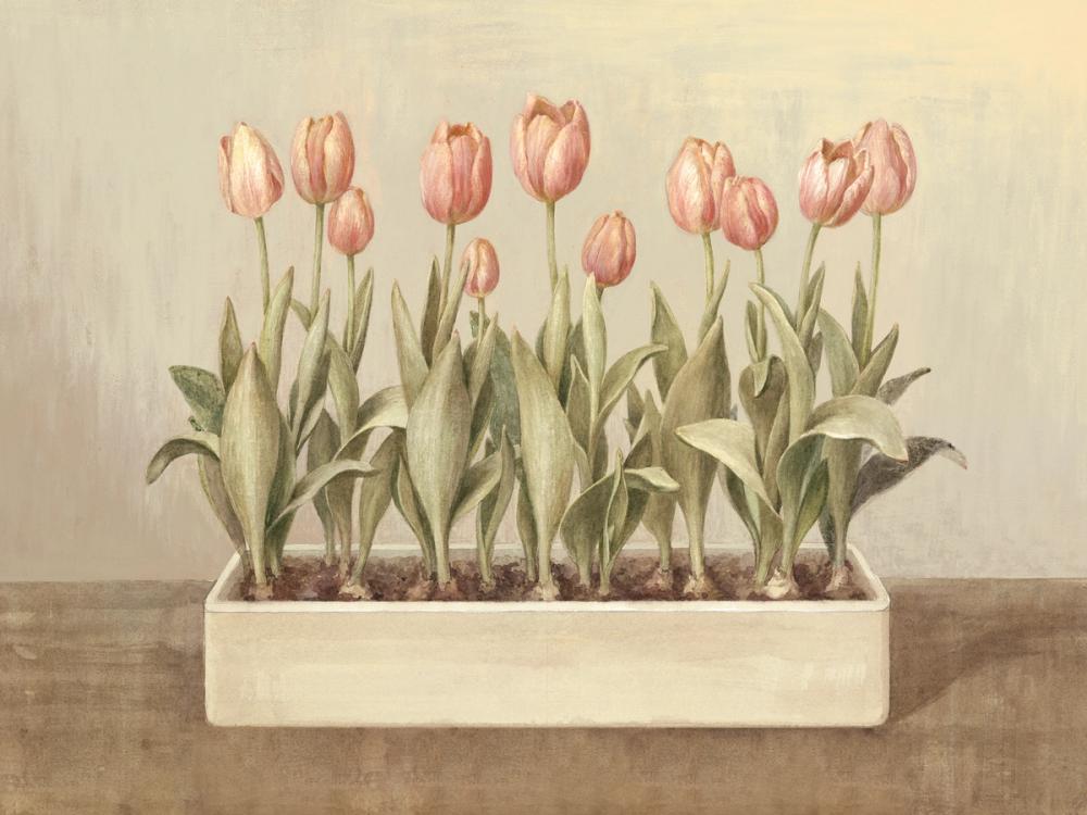 Tulip Friends I