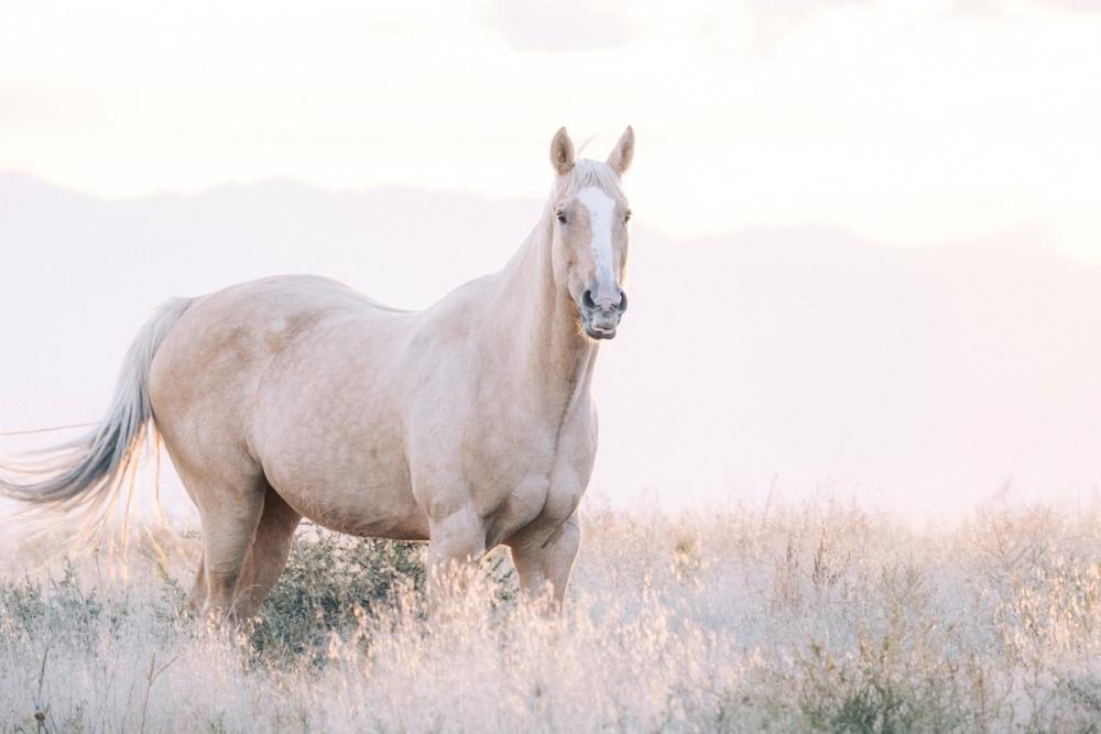 Colorado Open Range Saying