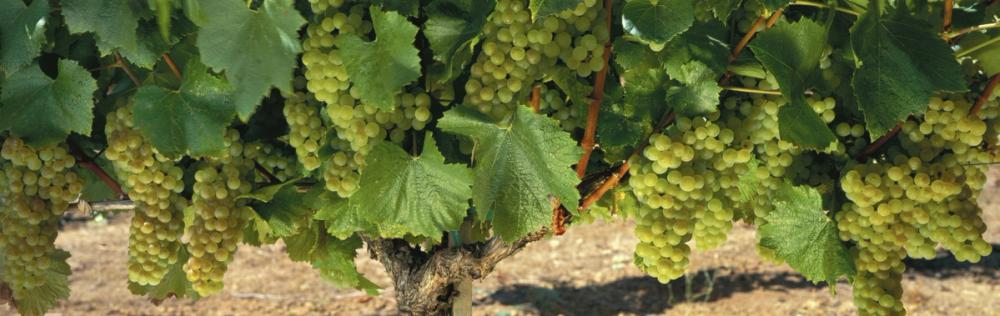 Napa Chardonnay Grapes