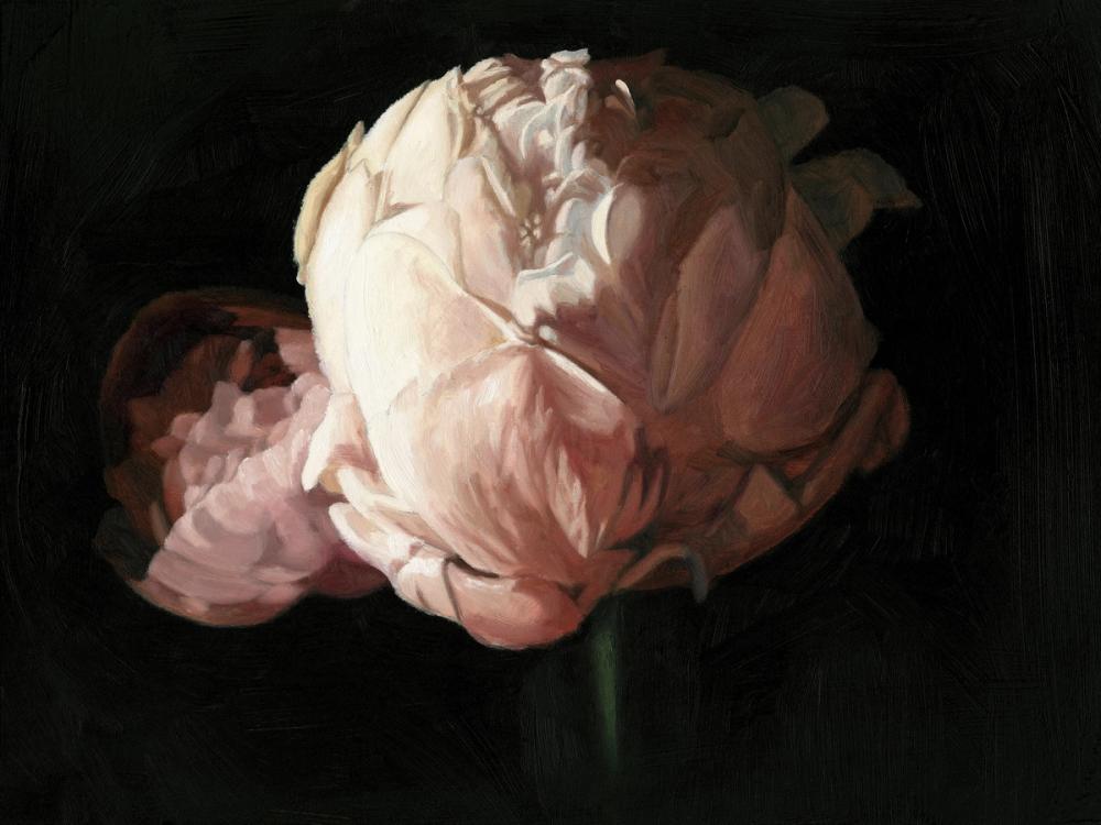 Peony in Bloom