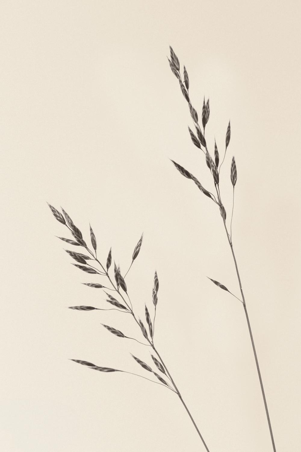 Wild Oats II