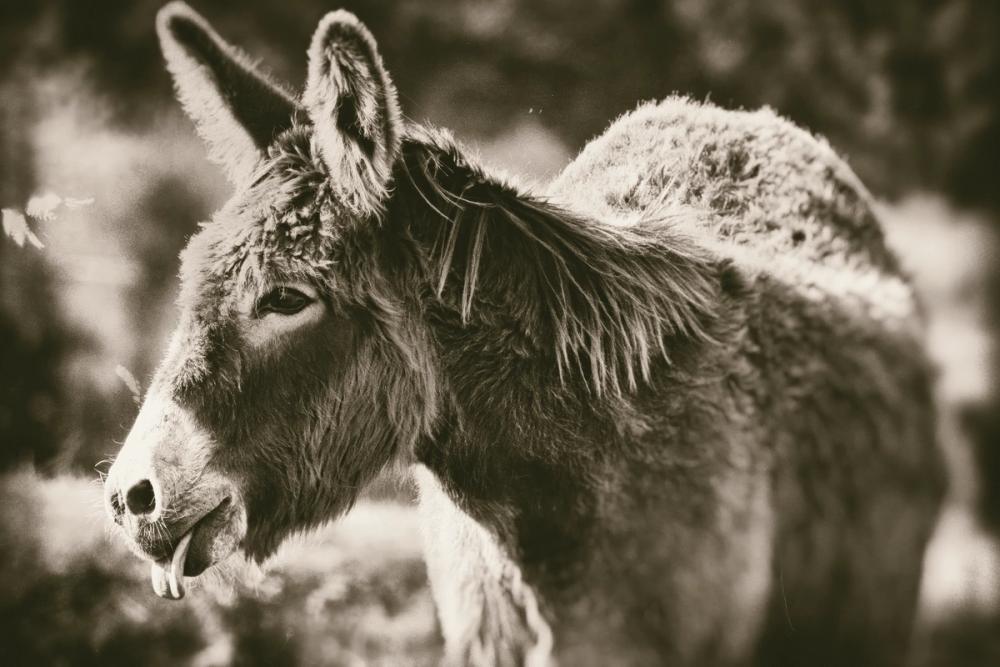 Sweet Donkey II Sepia