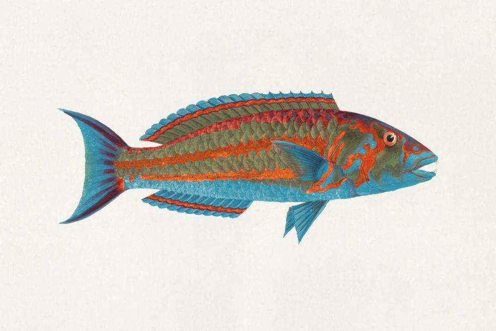 Polynesian Fish