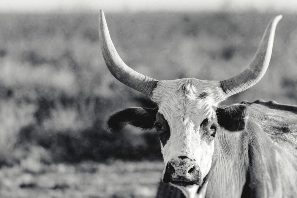 High Desert Herd BW