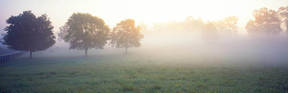 Kentucky Horse Farm Mornings