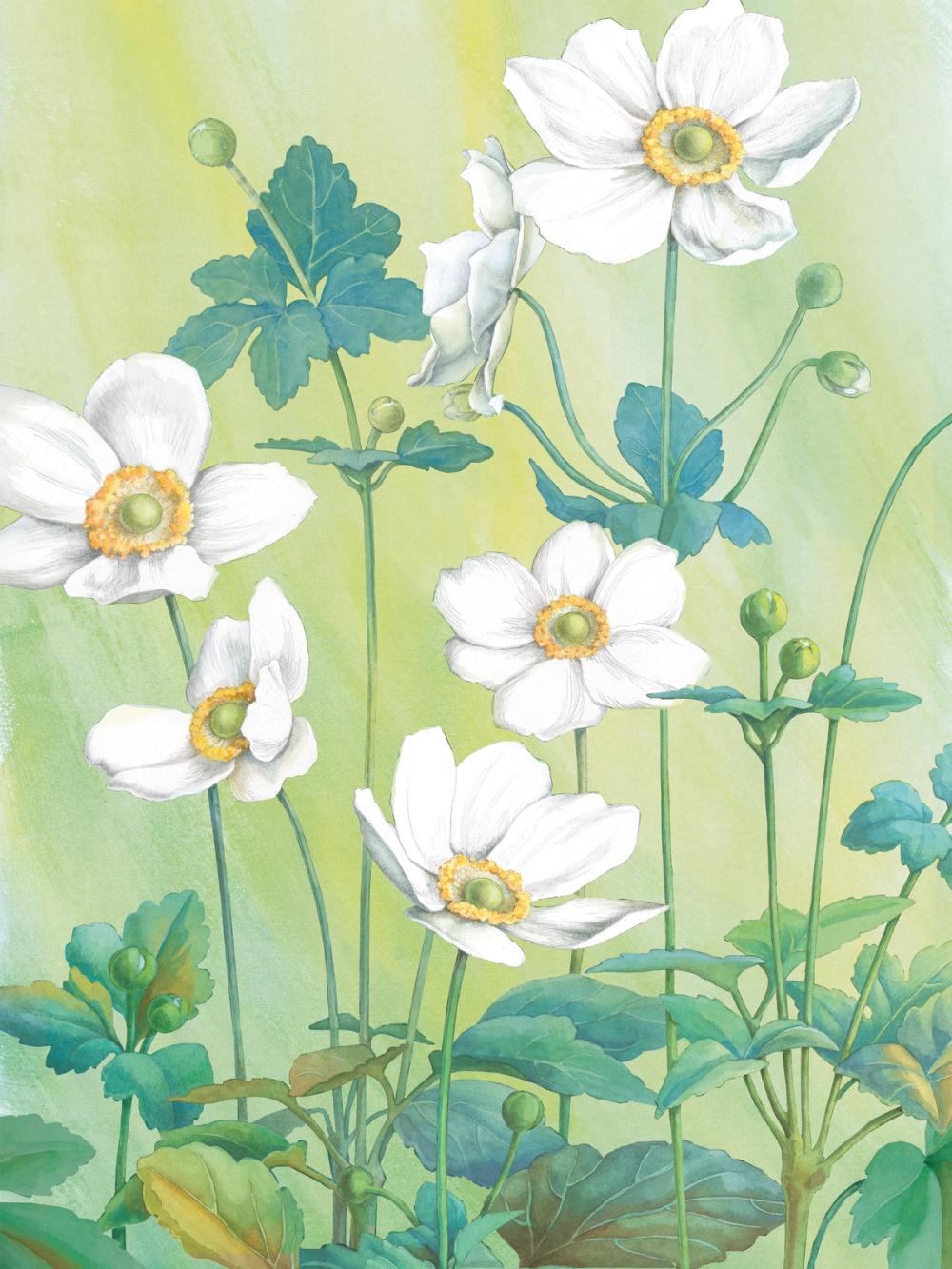 Anemones