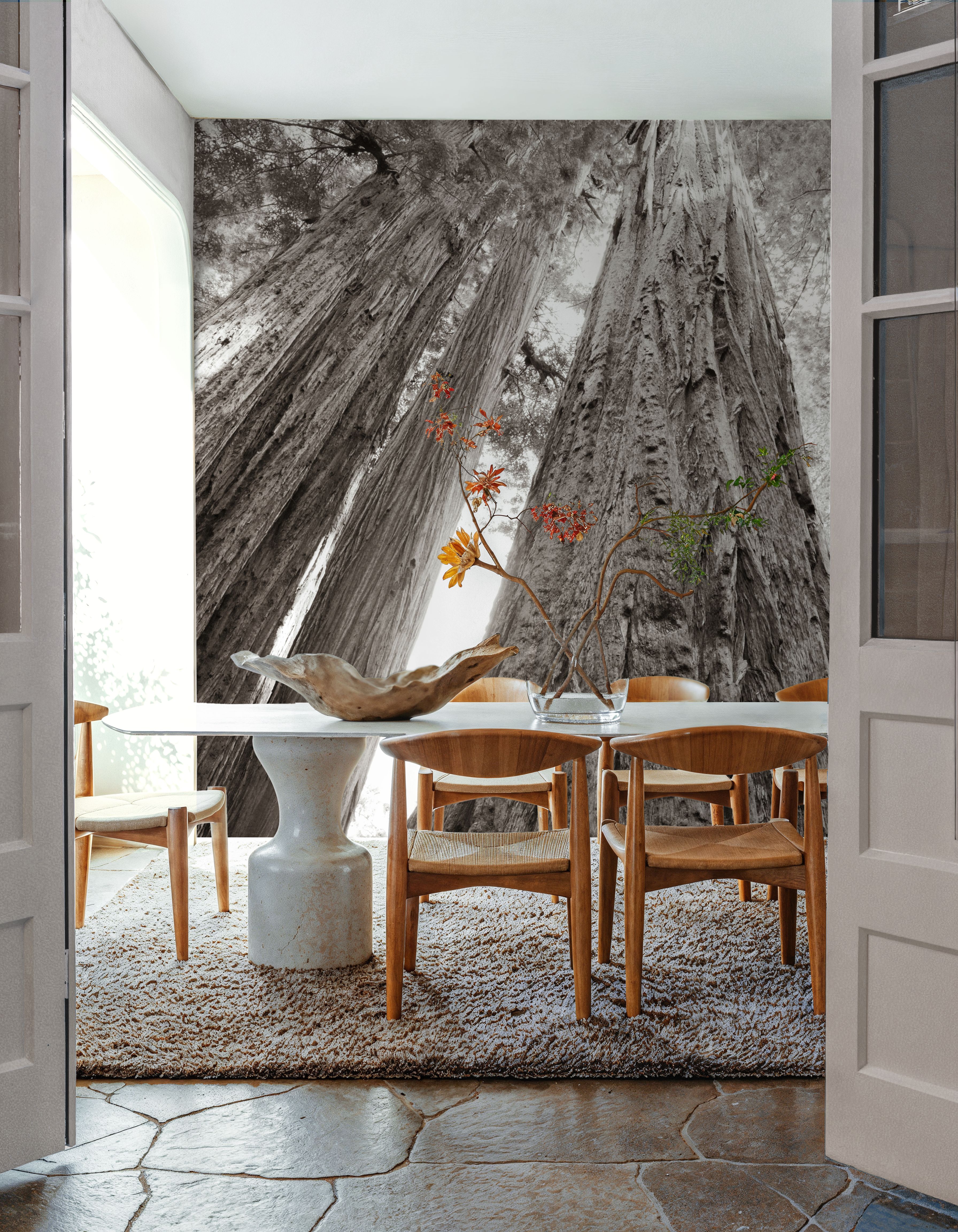 Ancient Redwood Forest