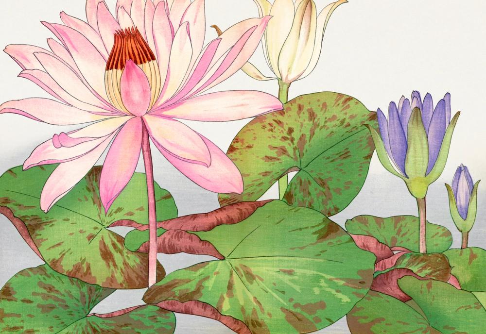Tanigami Pink Lotus