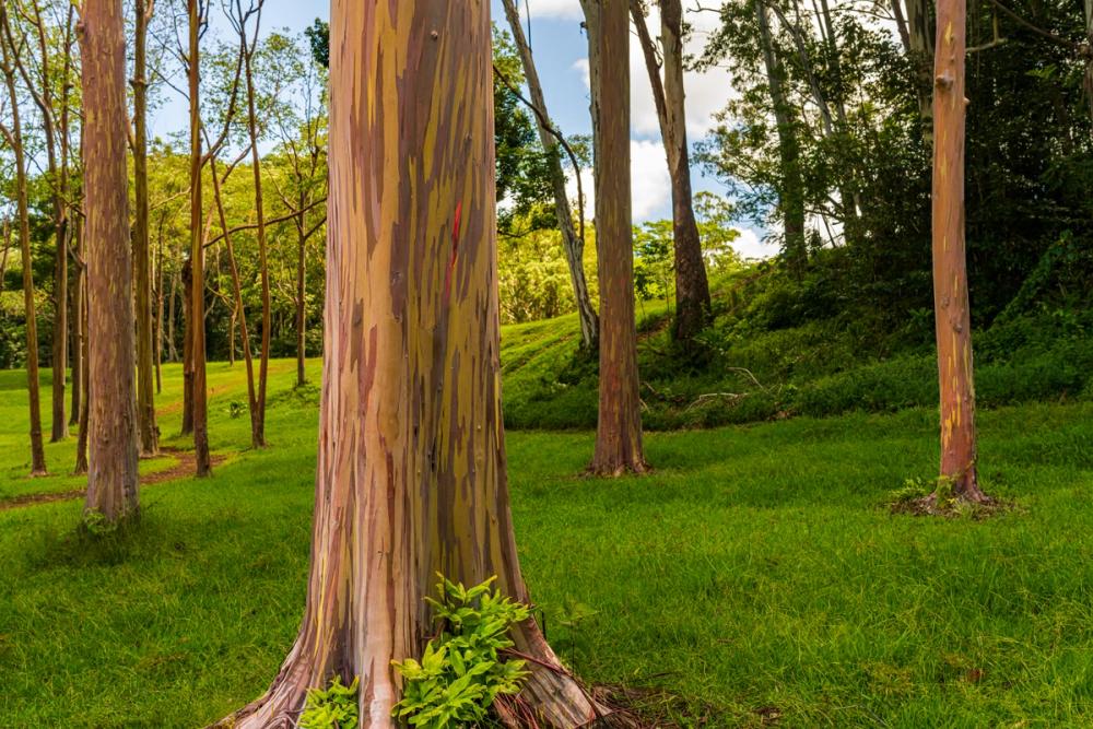 Rainbow Eucalyptus