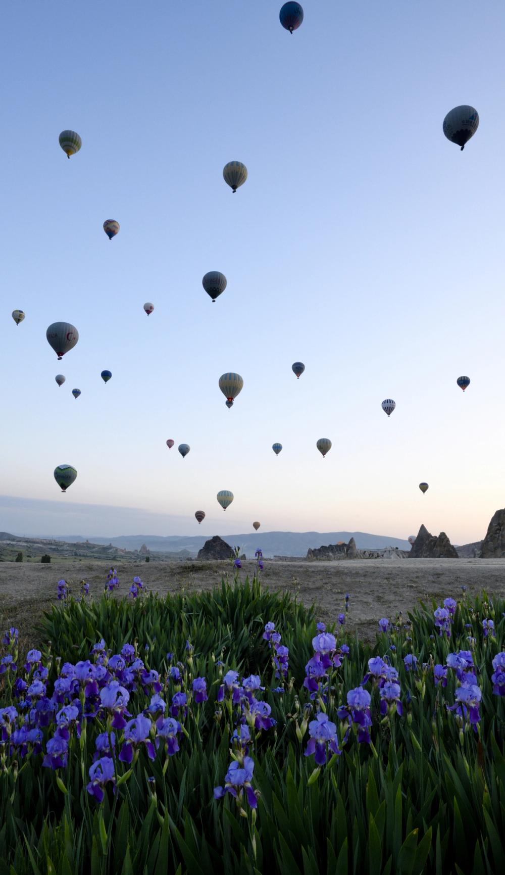 Lavender Balloon Journey