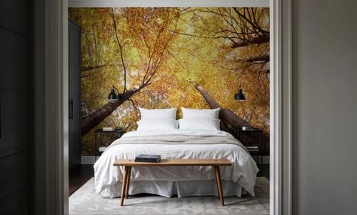 Autumn Canopy Glow