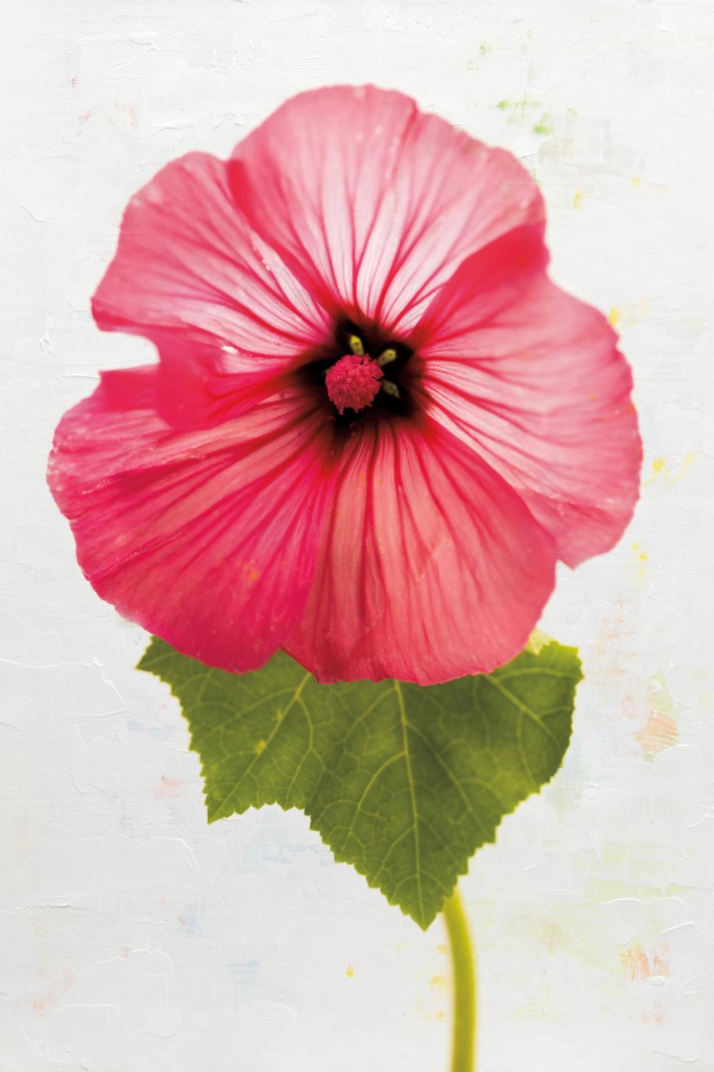 Wonderful Wildflowers III