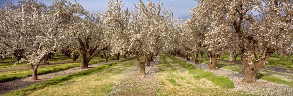 Blooming Almond Grove