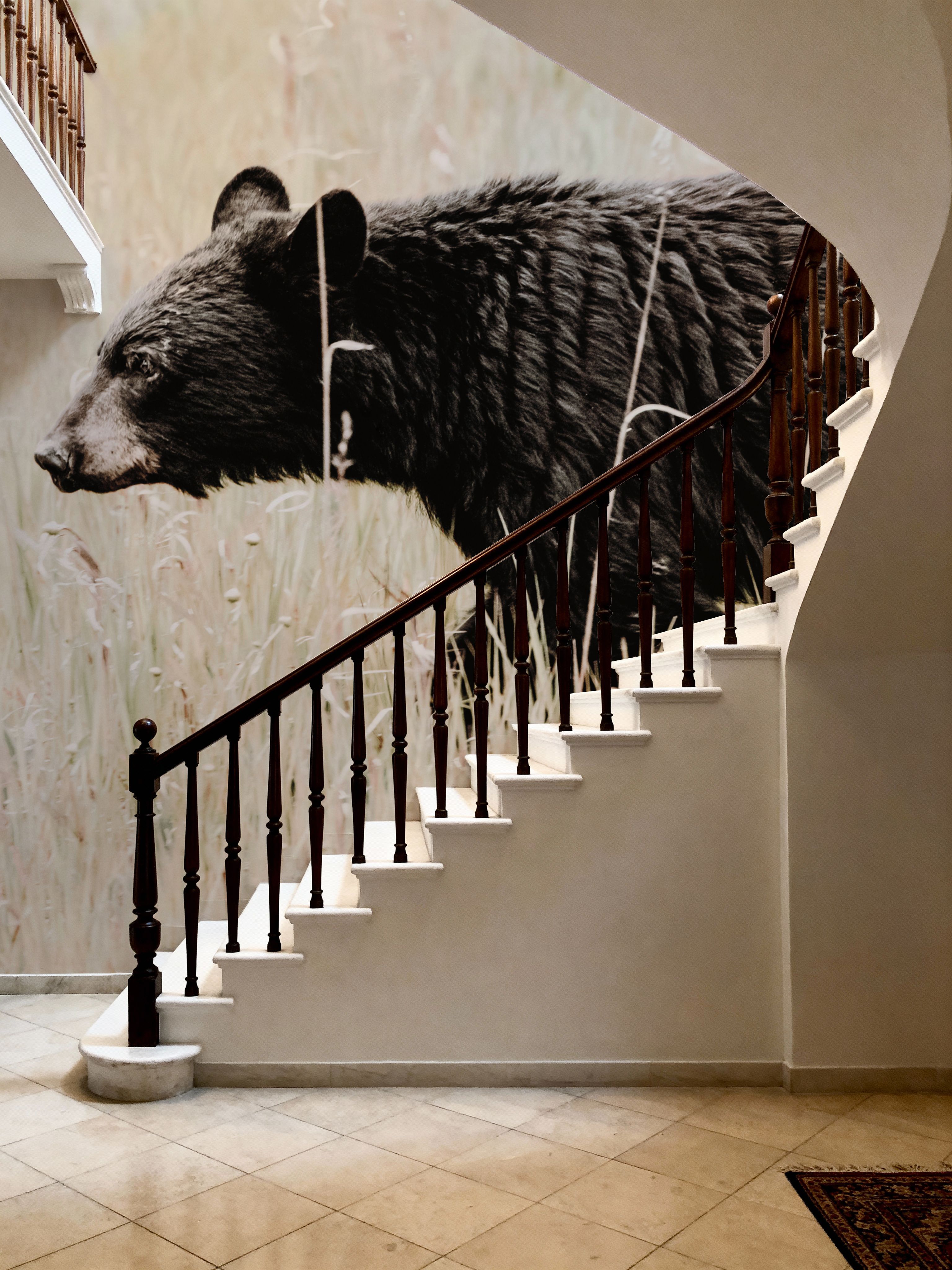 Black Bear in British Columbia