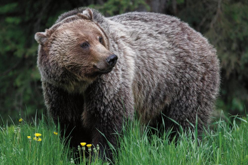 British Columbia Grizzly in a Field