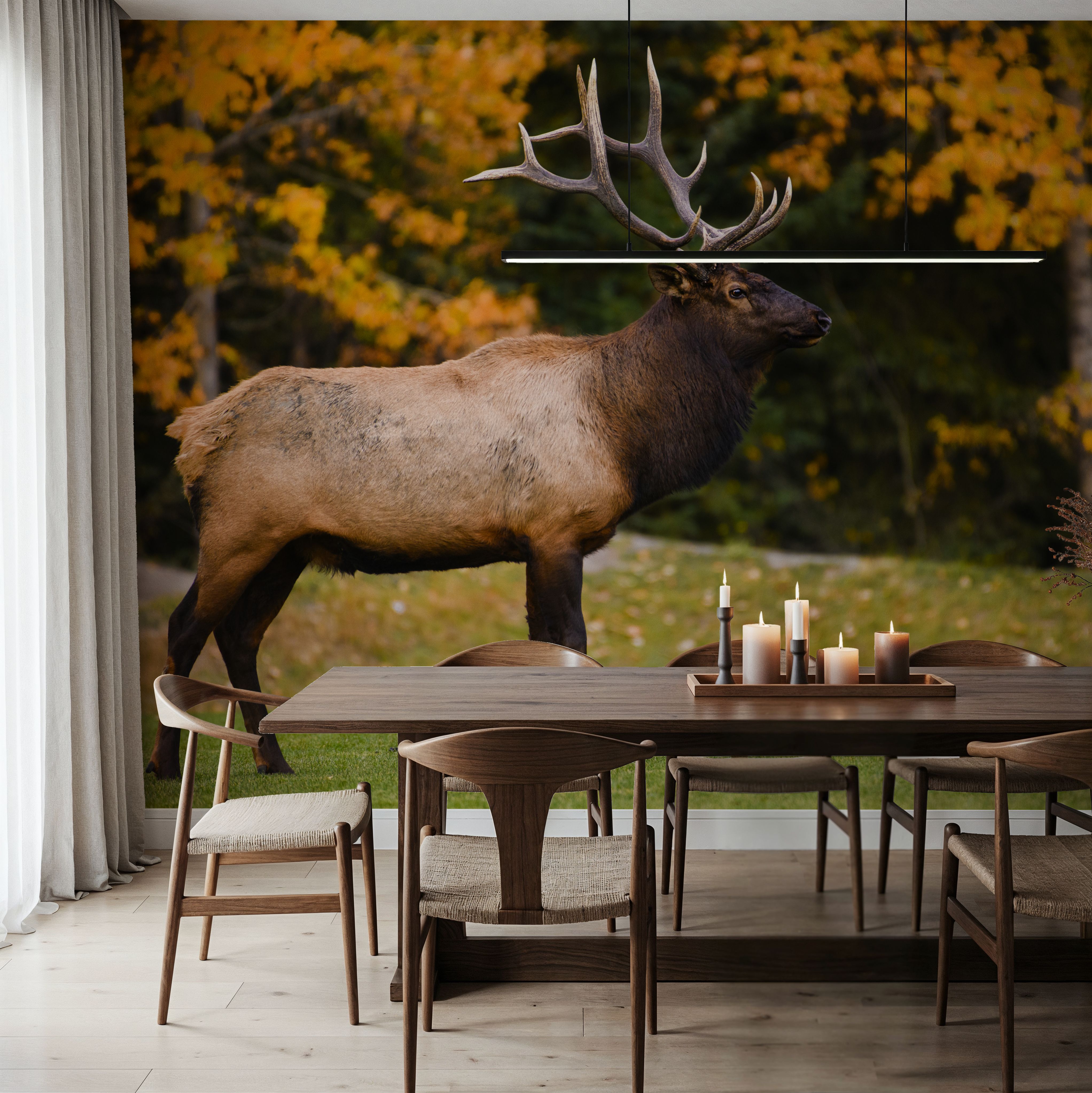 Bull Elk