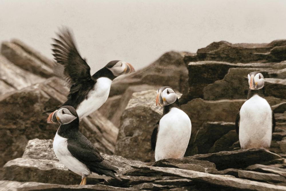 Atlantic Puffin Colony