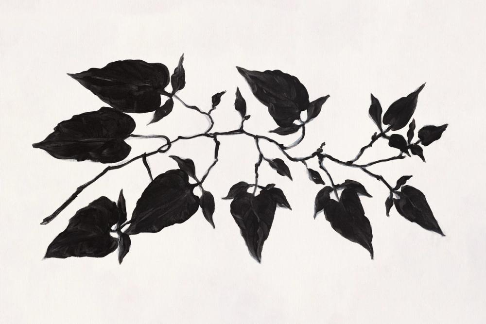 Shadow Botanical II