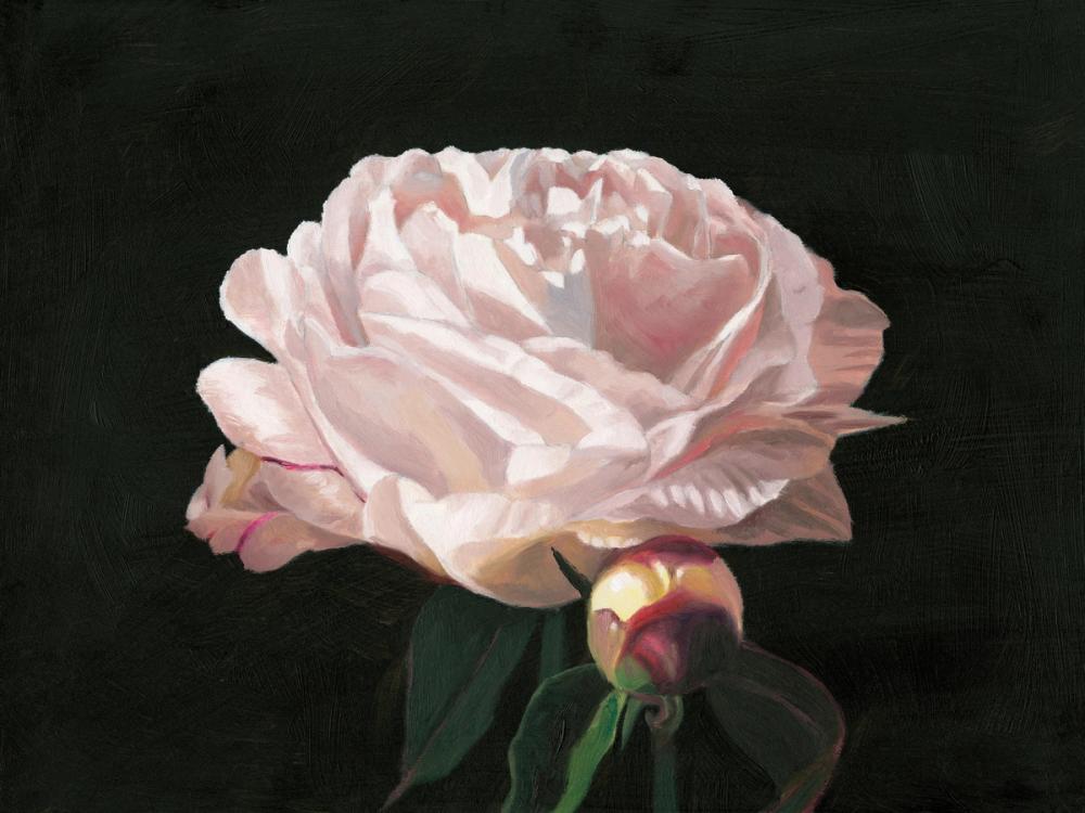 Peony Blossom