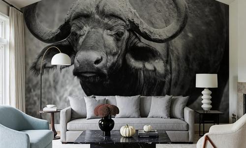 African Buffalo