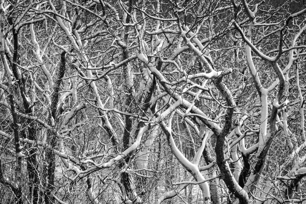Snow Branches