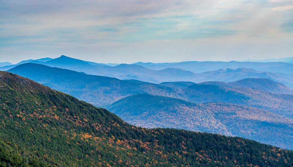 Rolling Forest Vista