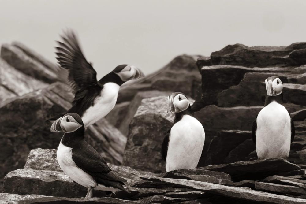 Atlantic Puffin Colony BW