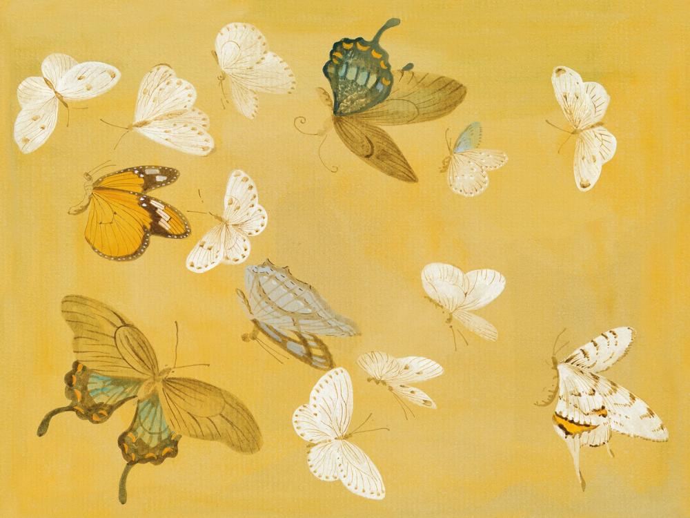 Chrysanthemum Butterflies