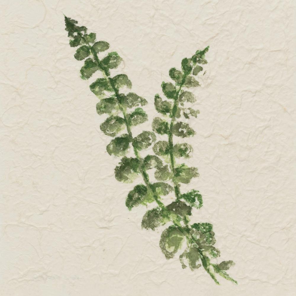 Kozo Fern III