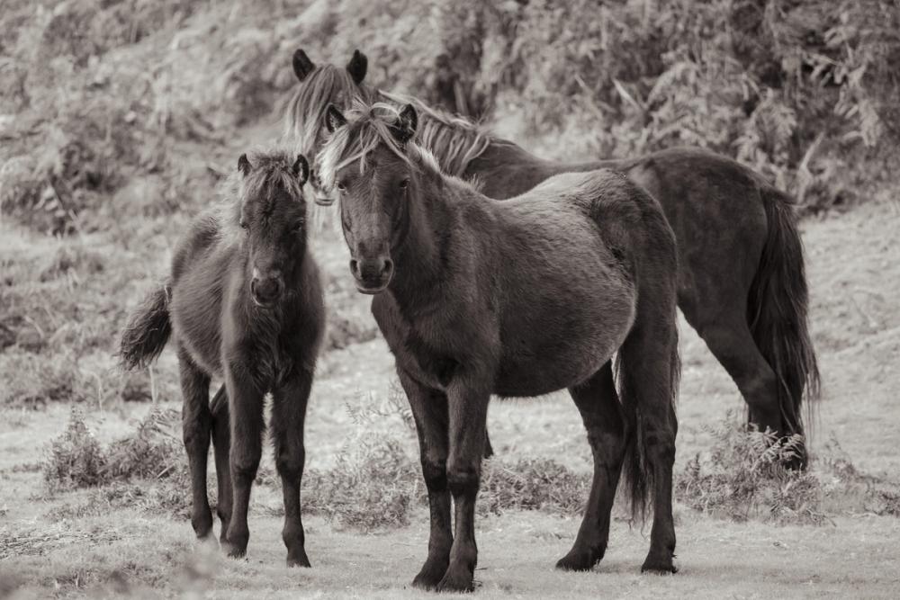 Dartmoor Ponies III
