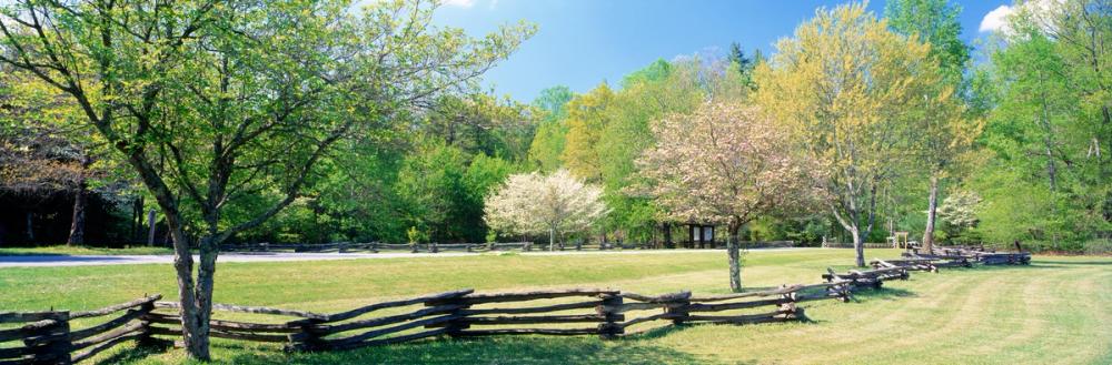 Davidson River Campground