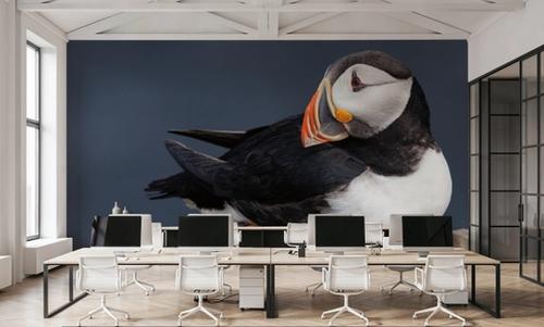 Atlantic Puffin