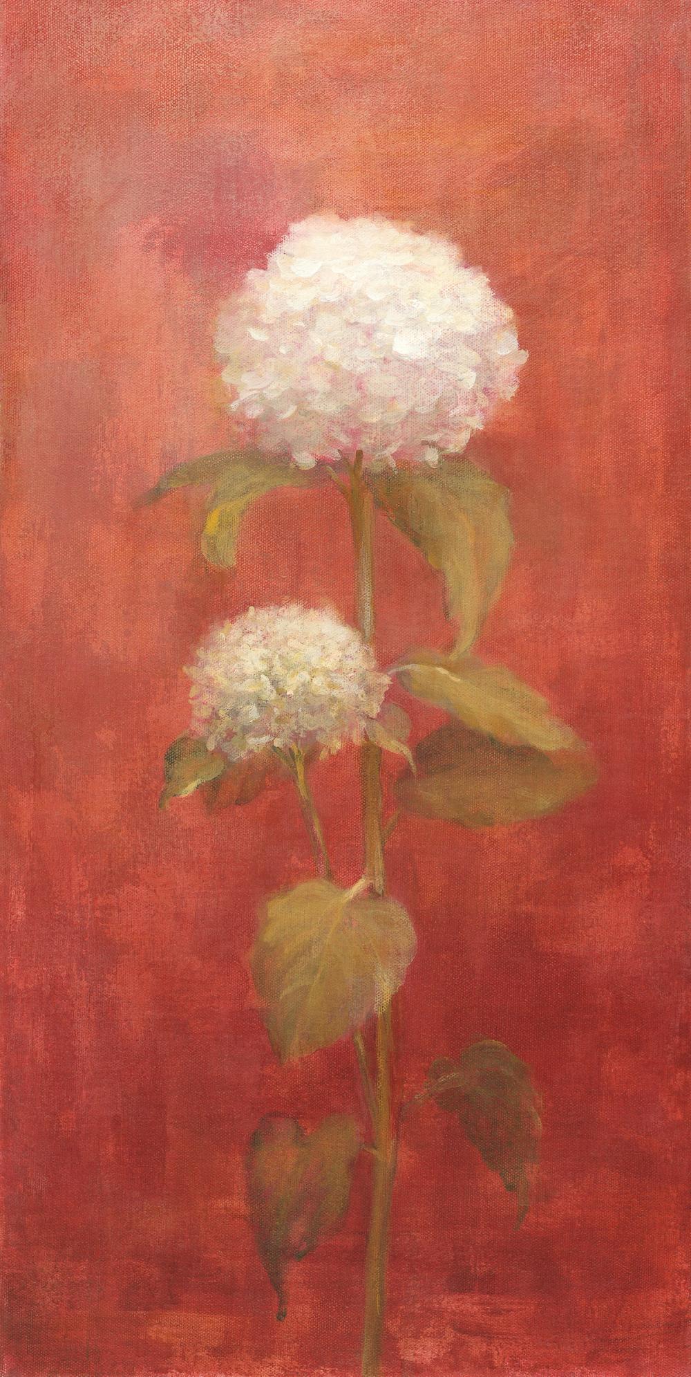 White Hydrangea on Red